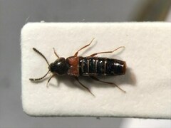 Aleochara thoracica