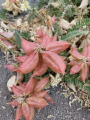 Astragalus nuttallii