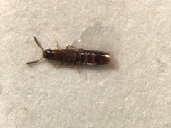 Alisalia testacea