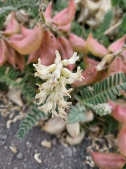 Astragalus nuttallii