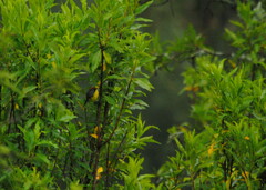 Myioborus brunniceps