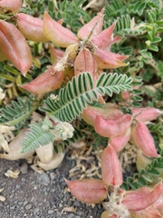 Astragalus nuttallii