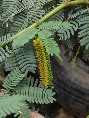 Prosopis
