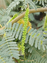Prosopis