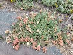 Astragalus nuttallii
