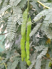 Prosopis
