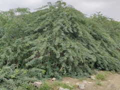 Prosopis