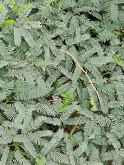 Prosopis