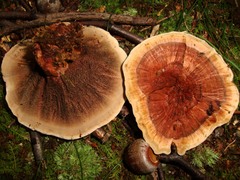 Hydnellum concrescens