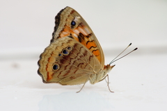 Junonia evarete