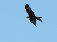 Milvus milvus milvus