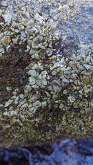 Dermatocarpon luridum