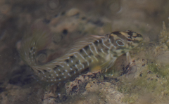 Salaria pavo