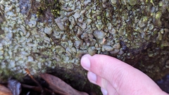 Dermatocarpon luridum