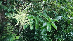 Melicytus ramiflorus