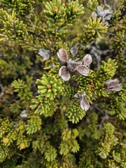 Orites revolutus
