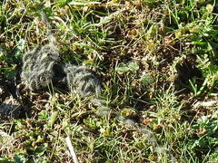 Thaumetopoea herculeana