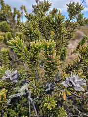 Orites revolutus