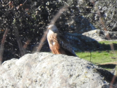 Milvus milvus milvus