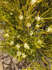 Orites acicularis