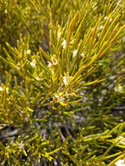 Orites acicularis
