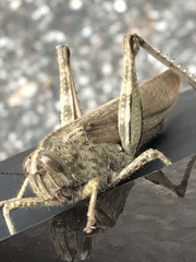 Anacridium aegyptium