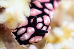 Phyllidiella pustulosa