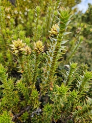 Sprengelia incarnata