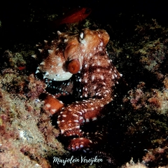 Callistoctopus macropus