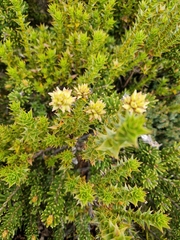 Sprengelia incarnata