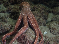 Callistoctopus macropus