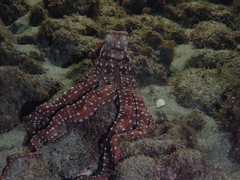 Callistoctopus macropus