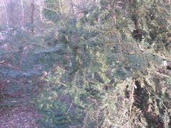 Taxus baccata