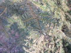 Taxus baccata