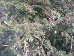 Taxus baccata