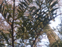 Taxus baccata