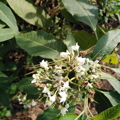 Solanum pubigerum