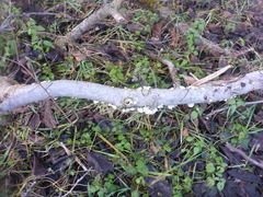 Schizophyllum commune