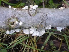 Schizophyllum commune