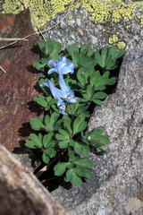 Corydalis