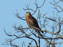 Milvus milvus milvus