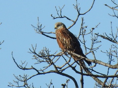 Milvus milvus milvus