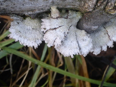 Schizophyllum commune