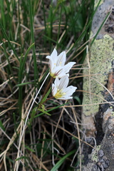 Gagea serotina