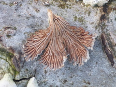 Schizophyllum commune