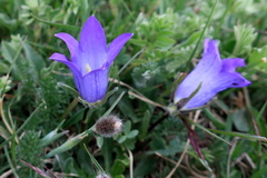 Campanula tridentata
