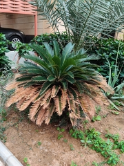 Cycas revoluta