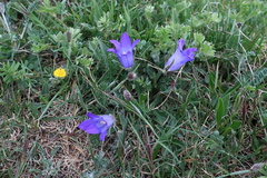 Campanula tridentata