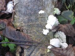 Schizophyllum commune