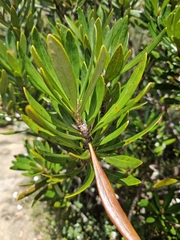 Telopea truncata